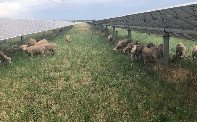  Dual use of land with our new woolly tenants at Gannawarra Solar Farm