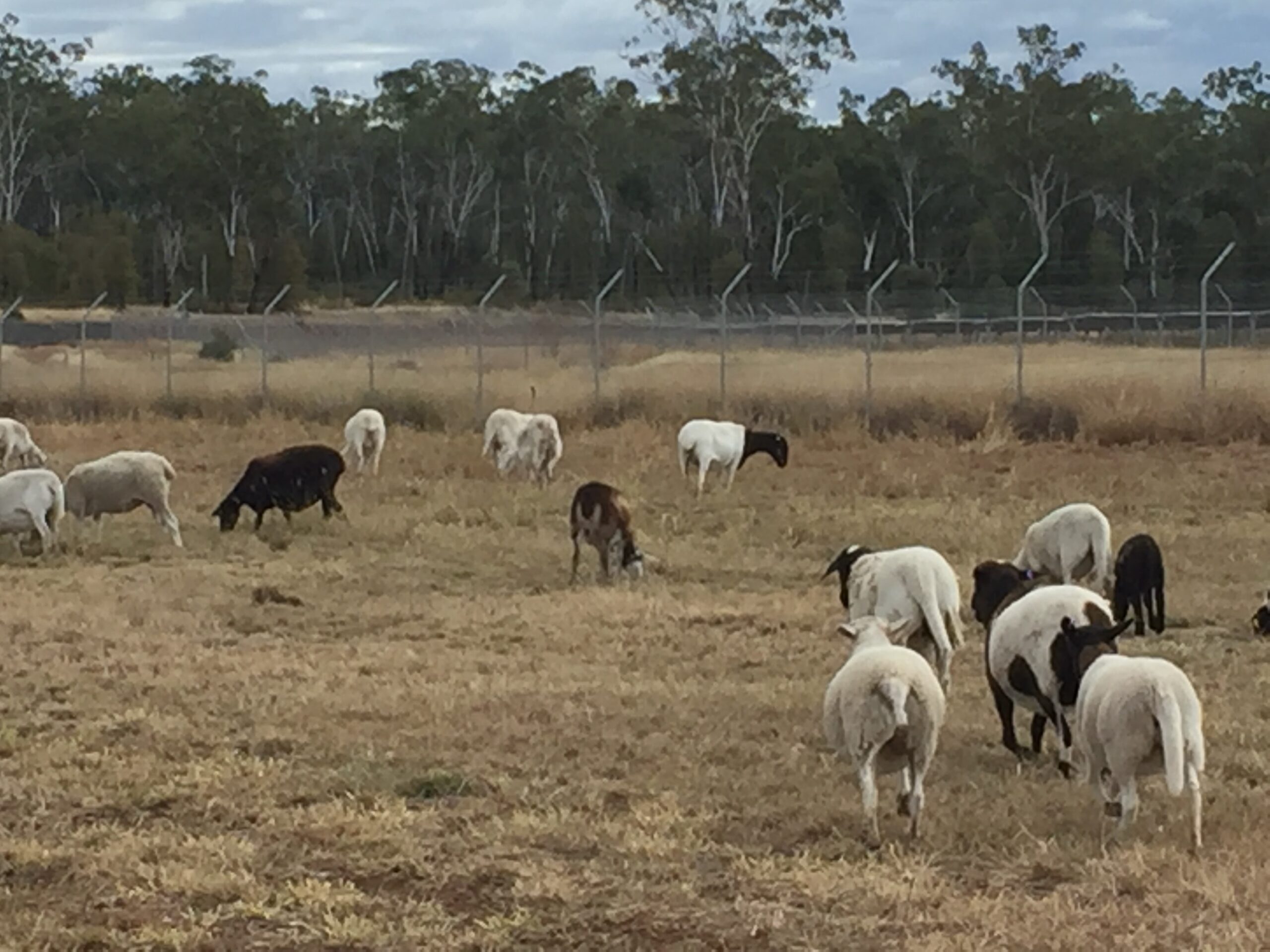 Clermont sheep pic 1