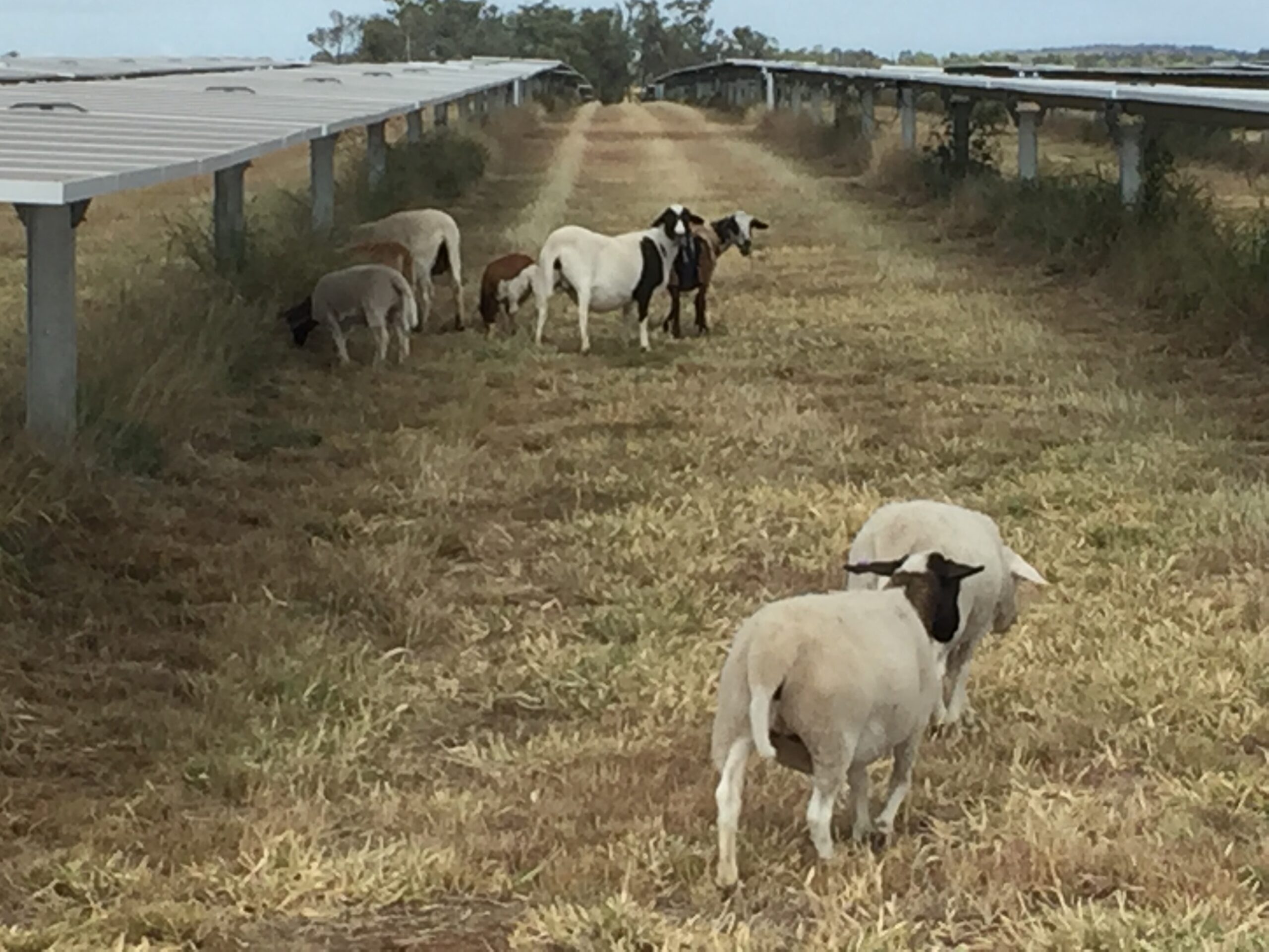 Clermont sheep pic 2