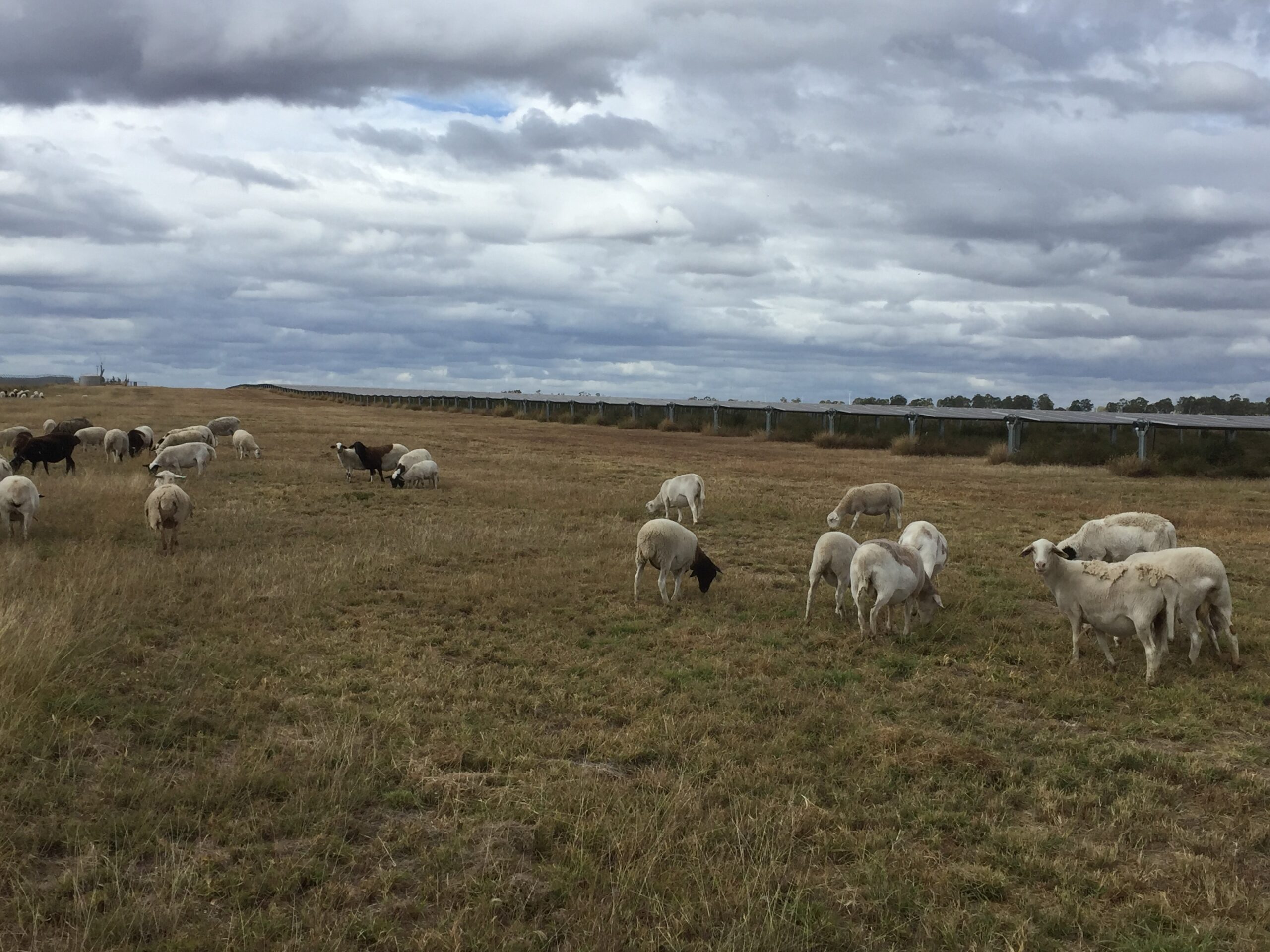 Clermont sheep pic 3